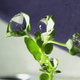 Image for article titled The First Space Flower Bloomed Decades Ago, Not This Week